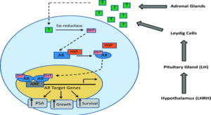 Androgen Metabolism of Prostate