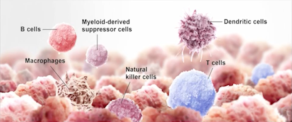 types-of-immunotherapy-for-cancer-its-benefits-risk-factors