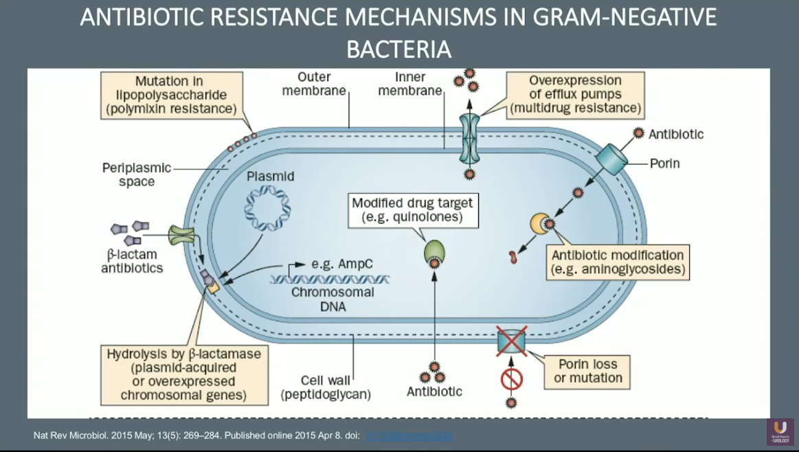 Multi Drug Resistance Bacteria Recent Trends In Uropathogens