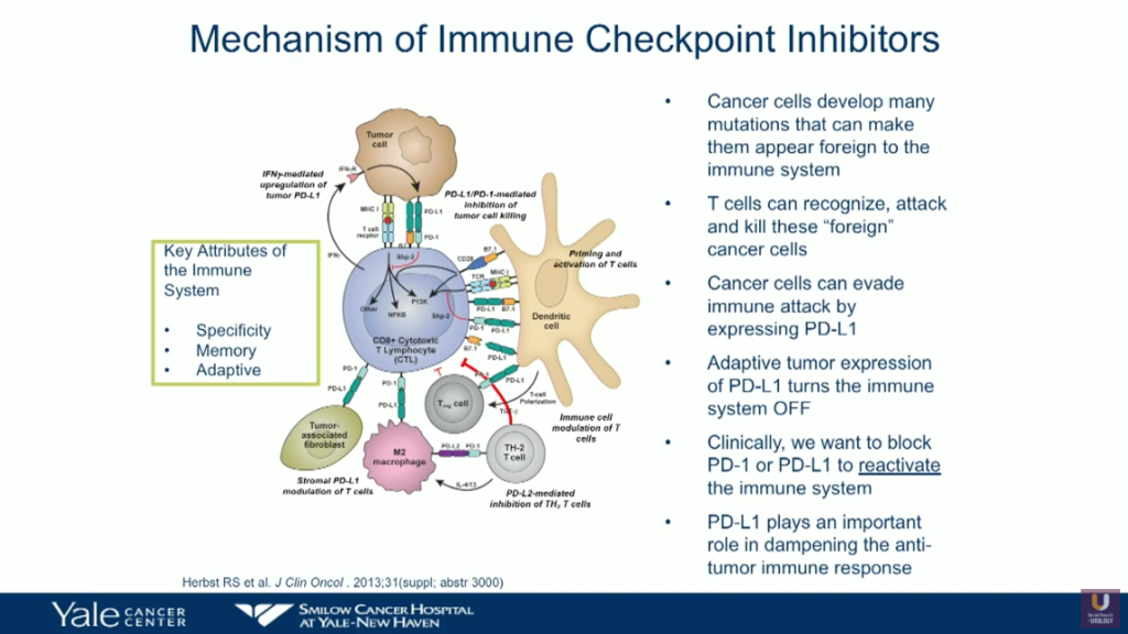 Bladder Cancer And Immunotherapy | Daniel P. Petrylak