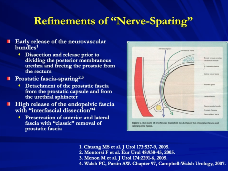 Cavernous Nerve Restorative Thx To Preserve Erectile Function After Rp 6305